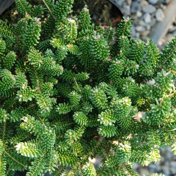 Пихта корейская "Оберон"