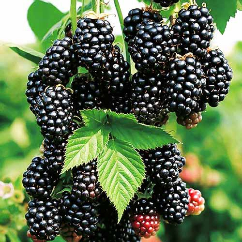 Основное изображение товара