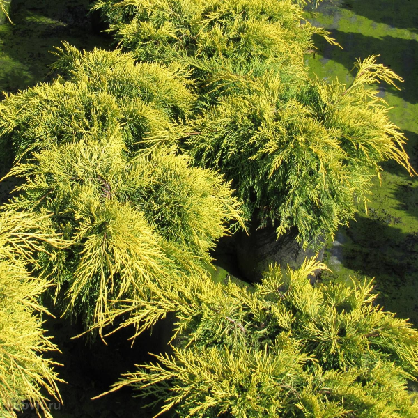 Можжевельник средний "Кинг оф Спринг"