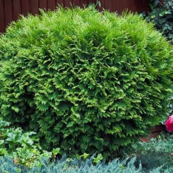 Туя западная "Литл Гиант"
