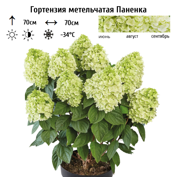 Гортензия метельчатая "Паненка"