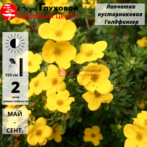 Лапчатка кустарниковая "Голдфингер"
