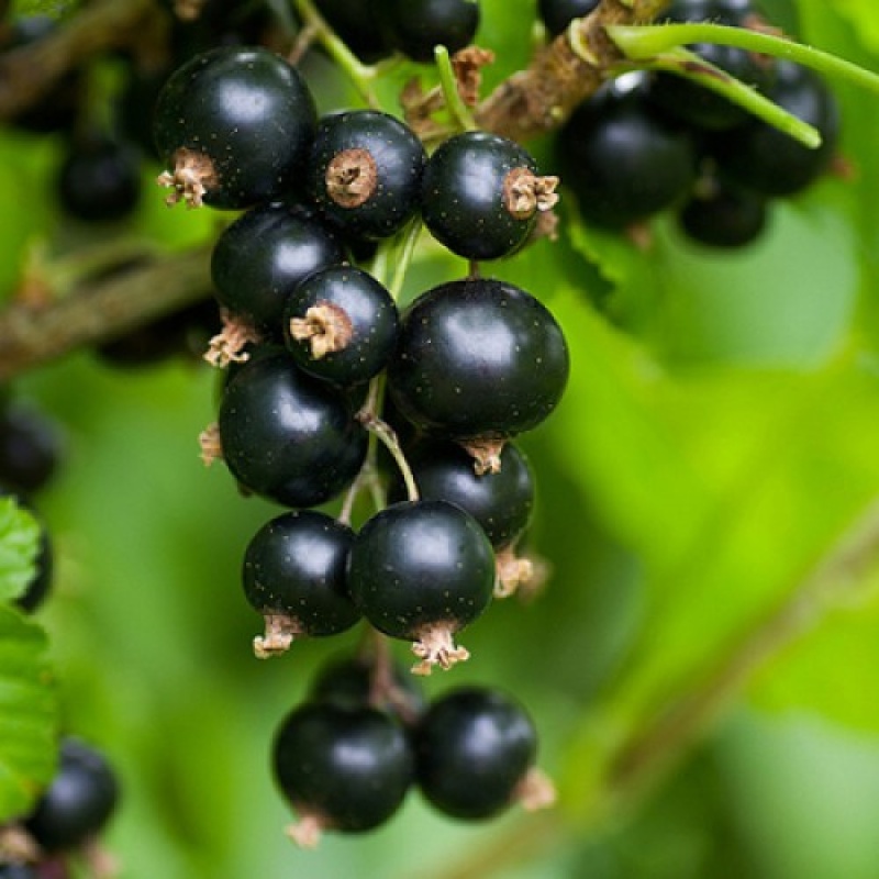 Смородина черная "Орловская серенада"