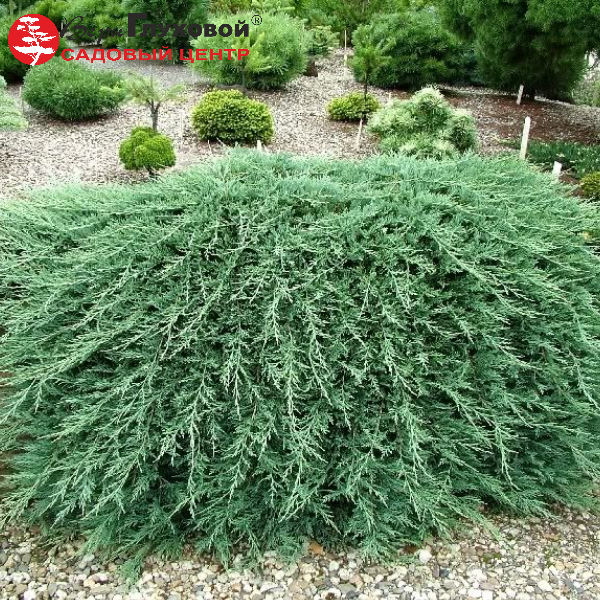 Можжевельник горизонтальный "Вилтони"