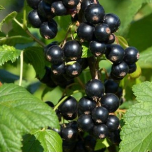 Смородина черная "Загадка"