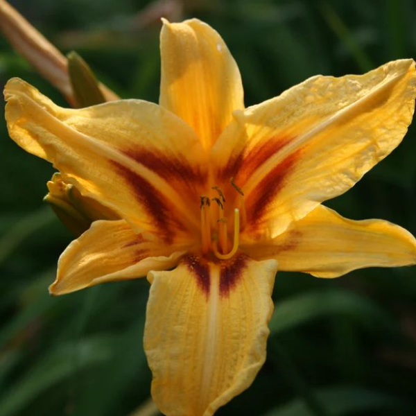 Лилейник "Бонанза"