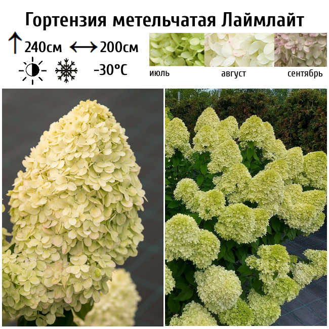 Гортензия метельчатая "Лаймлайт"