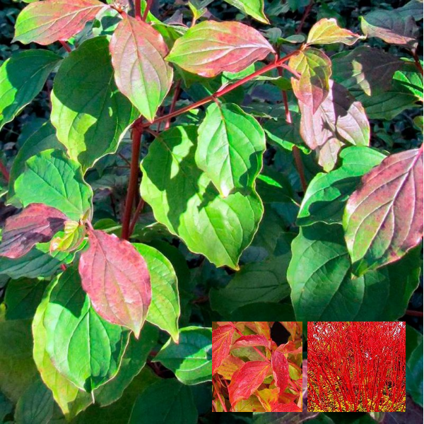 Дерен красный "Винтер Бьюти"