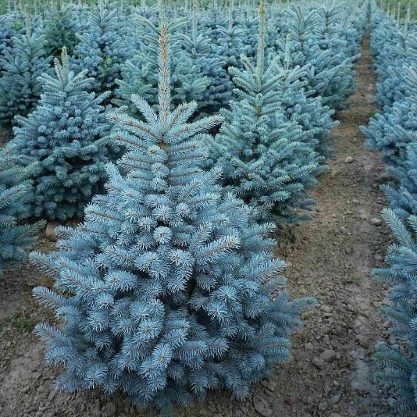 Ель колючая "Супер Блю Сидлинг"