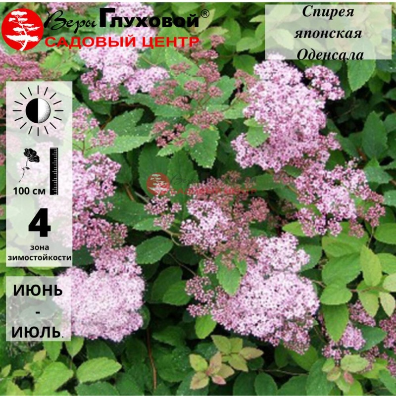 Спирея японская "Оденсала"