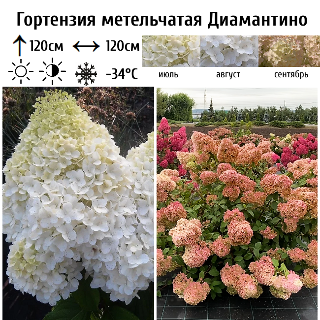 Гортензия метельчатая "Диамантино"