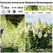 Гортензия метельчатая 