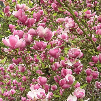 Магнолия "Суланжа" 