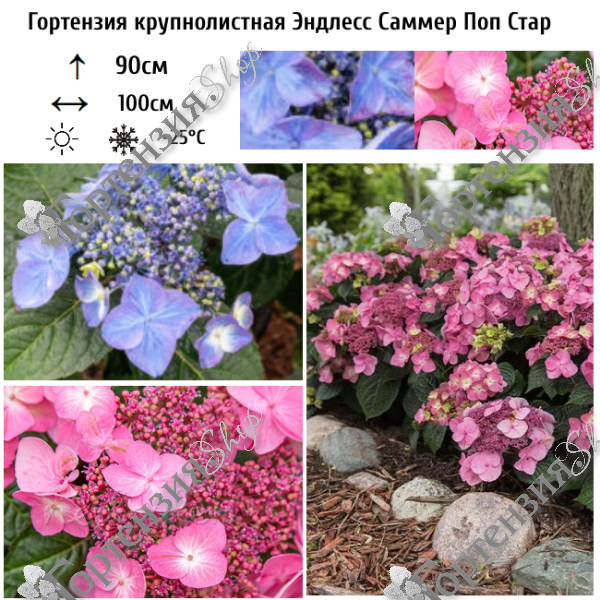 Гортензия крупнолистная "Эндлесс Саммер Поп Стар"