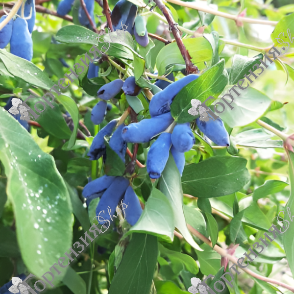 Жимолость "Восторг"