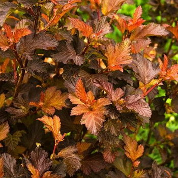 Пузыреплодник калинолистный "Мэджик Болл" 