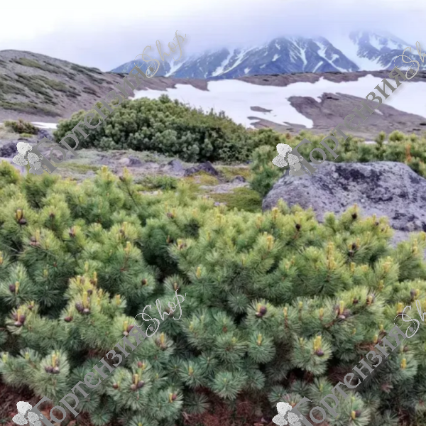 Кедровый стланик