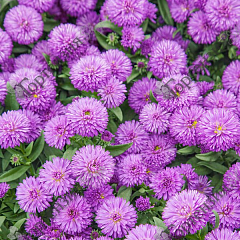 Астра Астра