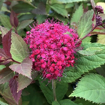 Спирея японская "Дабл Плей Дузи" 