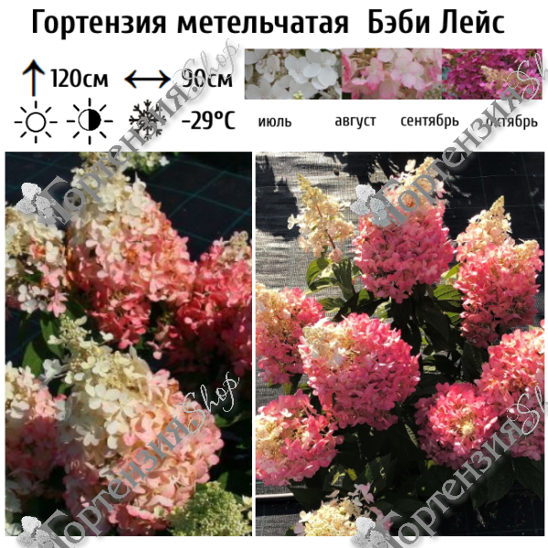 Гортензия метельчатая "Бэби Лейс"