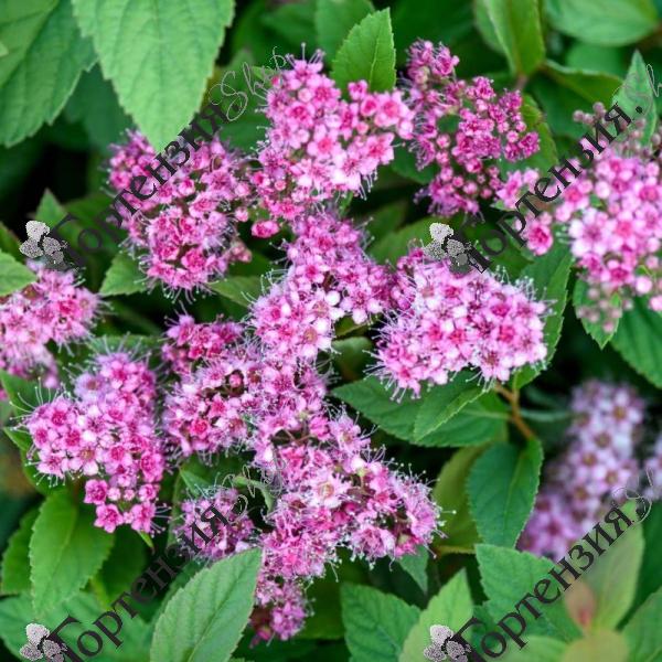 Спирея японская "Манон"