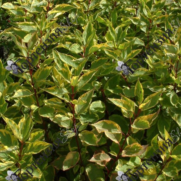 Дерен белый "Шпэти"