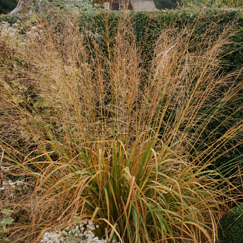 Молиния тростниковая "Транспарент" 