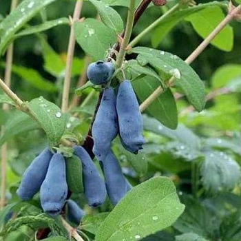 Жимолость "Морена" 