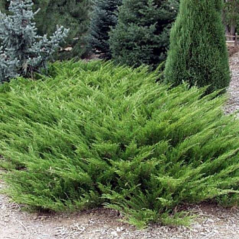 Можжевельник казацкий 