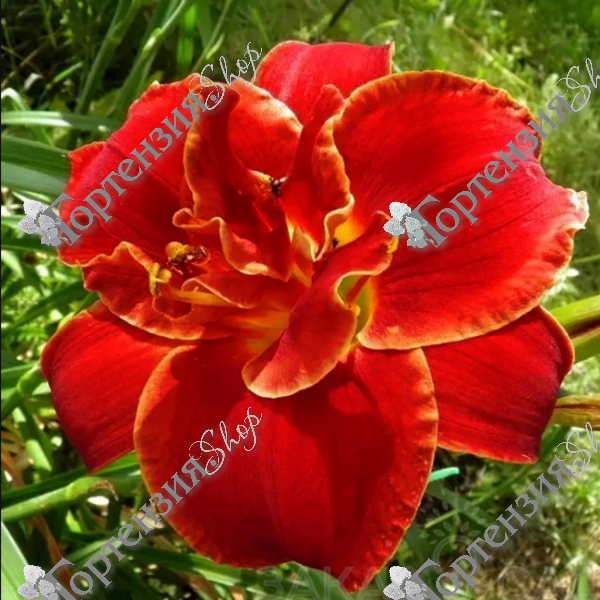 Лилейник "Хайленд Лорд"