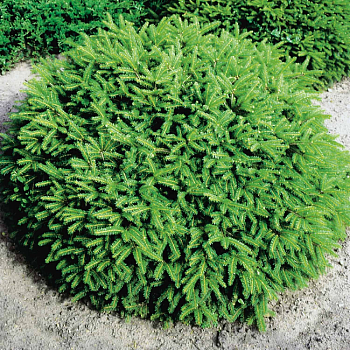 Ель обыкновенная "Нидиформис" 