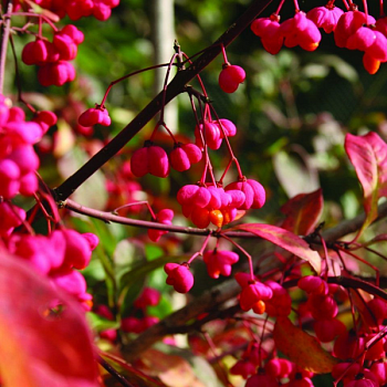 Бересклет европейский "Ред Каскад" 