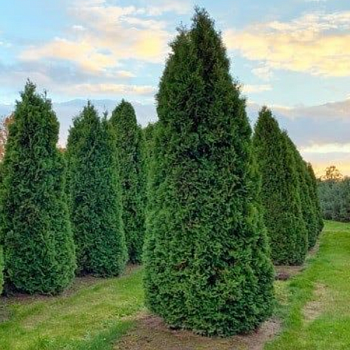 Туя западная "Колумна" 
