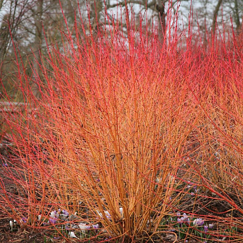 Дерен кроваво-красный "Мидвинтер Файер" 
